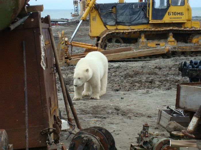 Los osos en Rusia 048