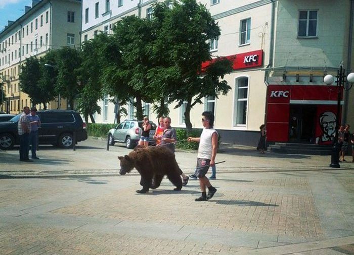 Los osos en Rusia 056