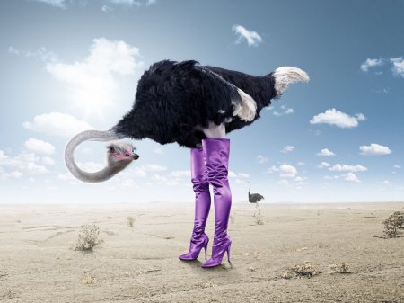 El poder de la creatividad 1406203064_funny-ostrich-wallpaper