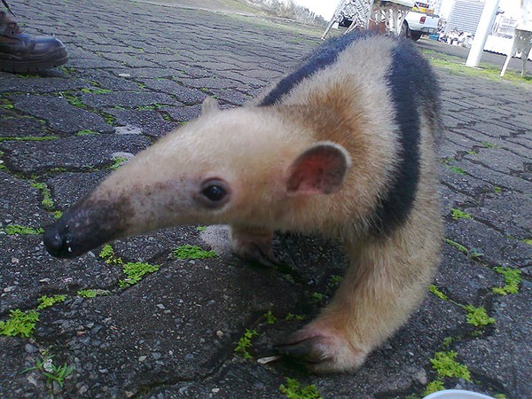 L'animal de Martin du 15 Mai trouvé par Gin-to Tamandua