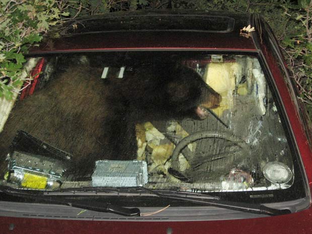 Urso invade carro, coloca em ponto morto e anda 38 metros. Grand-theft-bear_fran