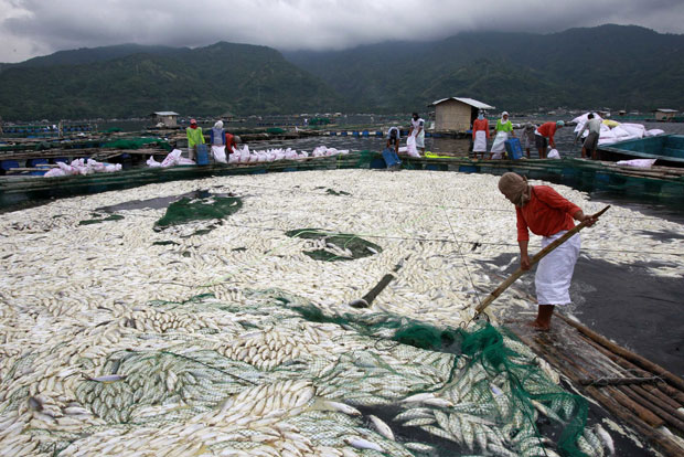  29/05/2011 05h52 - Atualizado em 29/05/2011 08h39 Toneladas de peixes morrem em lago próximo a vulcão nas Filipinas Filipinas