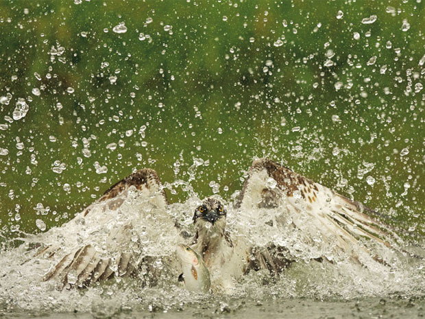 [ Matéria ] Foto de águia pescando vence concurso global de imagens da vida selvagem 620-465