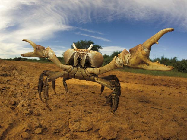 [ Matéria ] Foto de águia pescando vence concurso global de imagens da vida selvagem 620-465__