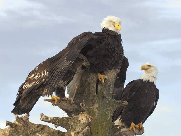 [ Matéria ] Foto de águia pescando vence concurso global de imagens da vida selvagem 620-465______