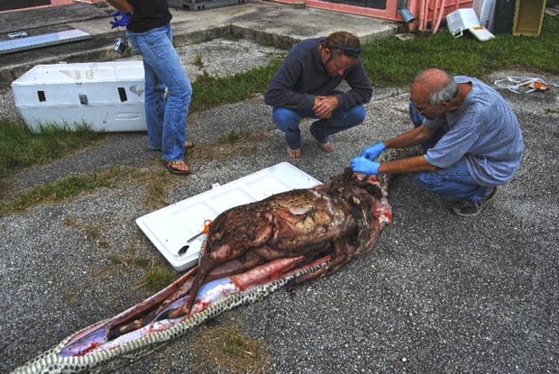 Cobra é flagrada logo após comer veado adulto de 34,5 kg na Flórida Giant-python_fran_