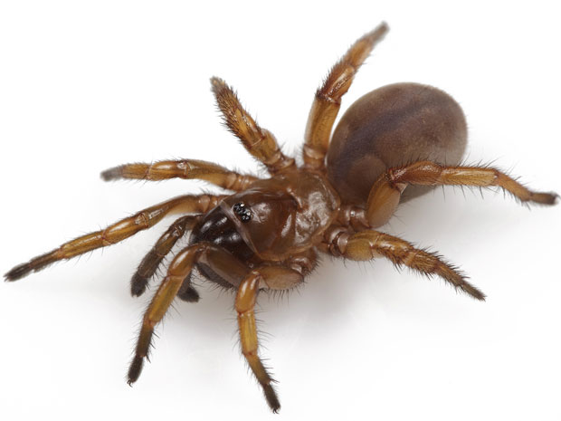 nova especie Auburn_spider1