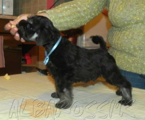 Albarossi'k A-litter, very promising son of Rus Pitmark Kingly Gift for Albarossi'k D0ae38d99d25