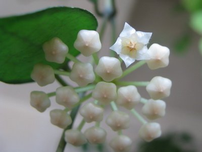 Hoya lacunosa - Pagina 5 92ea8bb51322