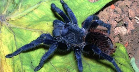 Top 10 de nuevas especies 2012 Tarantula-azul