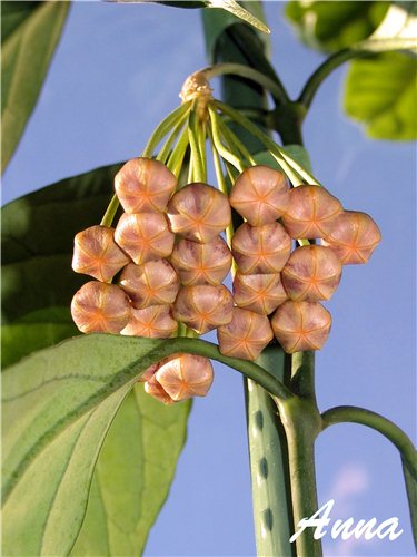 Hoya praetorii 2ec33124b8df