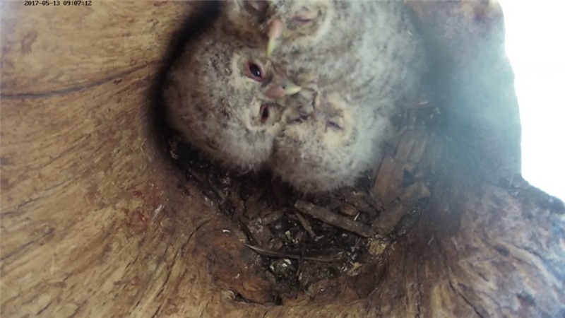 Estonian Tawny Owl Webcam 2017-2018 - Page 2 04743416433d