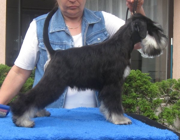 Black-silver puppies (males) from Rezlark Kennel F3bf5d2f9f65