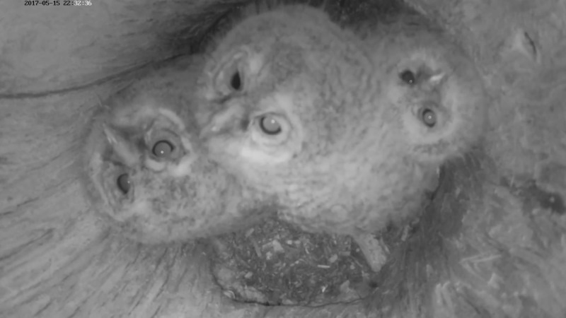 Estonian Tawny Owl Webcam 2017-2018 - Page 2 E021114c5263