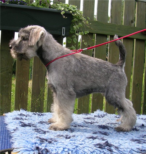 Kennel Dinamunde miniatures p&s puppies 700346ebd8f9