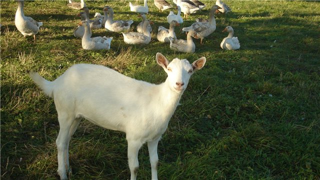 Наши козы-кормилицы (фото) - Страница 2 B445d88b363e