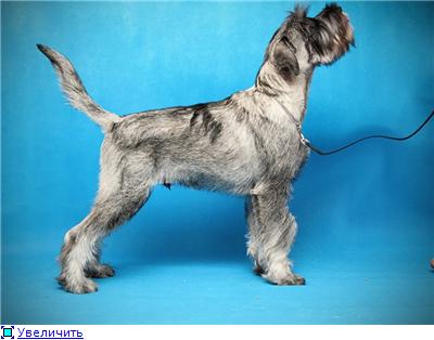 Standard schnauzer pepper salt from the kennel Ave Concord 5fa0dd4eb618t