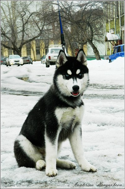 Siberian huskies in Russia. Cccbabc8f399