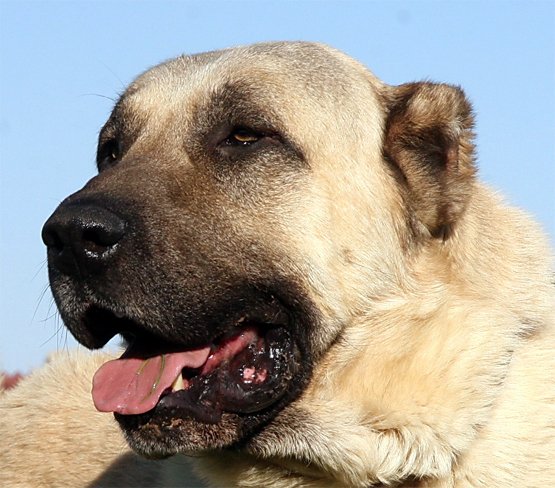 Kangal Dog - Breed Standards 76d14f352c2d