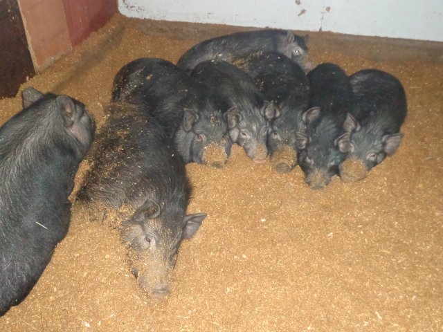 Первый опыт разведения свиней на личном участке (Gnomvolga) 615765a4ceea