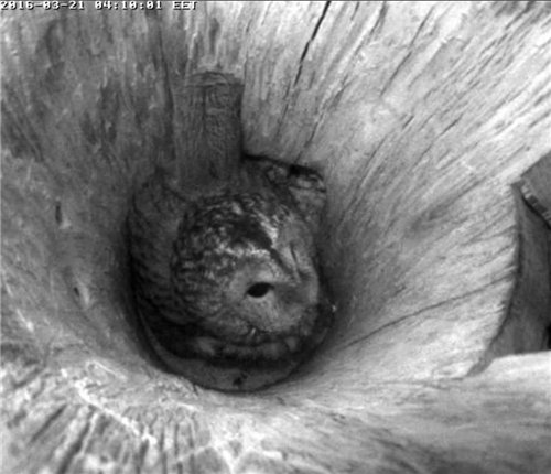 Estonian Tawny Owl Webcam 2015/2016 - Page 14 8b100ab4edc8