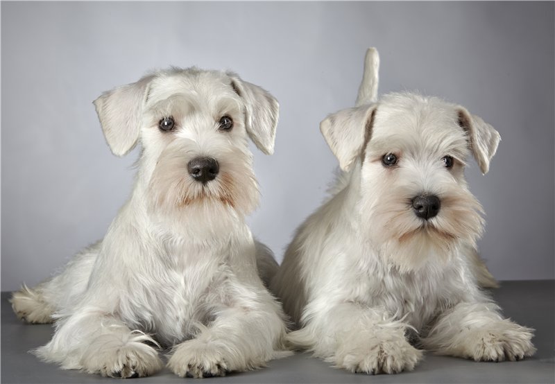 white puppy's from EXTRA ART GENSTAT x BOLTRES DALIDA 7ccfd4bde3cf