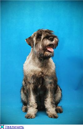 Standard schnauzer pepper salt from the kennel Ave Concord 4e5d2ce41705t