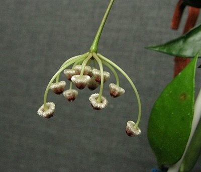 Hoya sp. (EPC-188 ) Krabi, South of Thailand 269be4040fe8