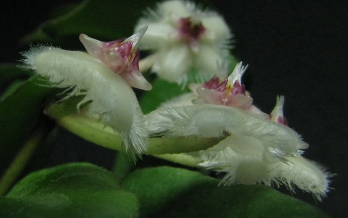 Hoya soidaoensis Cd34b40eae46