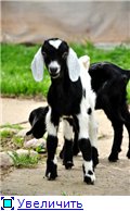 Наши козы-кормилицы (фото) - Страница 2 96af1dc41398t