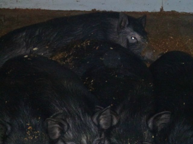 Первый опыт разведения свиней на личном участке (Gnomvolga) A454db8216e4