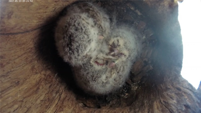 Estonian Tawny Owl Webcam 2017-2018 - Page 2 786bd3d56030