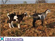Наши козы-кормилицы (фото) - Страница 2 Ab5a721ff7e0t