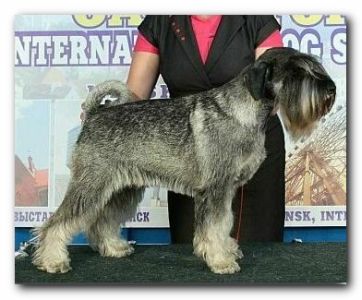 NAME OF PRIDE Enigma Gris x Den Schwarzen Wirbel EDELMERA, schnauzer pepper&salt D1522bd93931