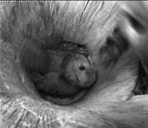 Estonian Tawny Owl Webcam 2015/2016 - Page 14 D2802a58f577