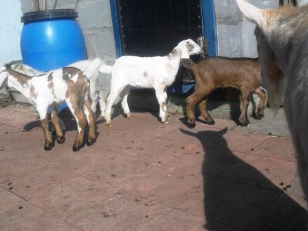 Наши козы-кормилицы (фото) 2447988e504b