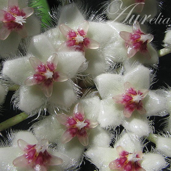 Hoya soidaoensis 50ddd2fde5a0