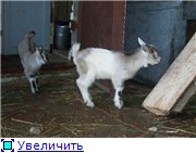 Наши козы-кормилицы (фото) C90e873c6b65t