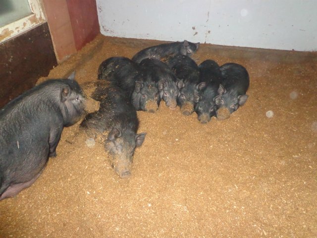 Первый опыт разведения свиней на личном участке (Gnomvolga) F711e6127cf5