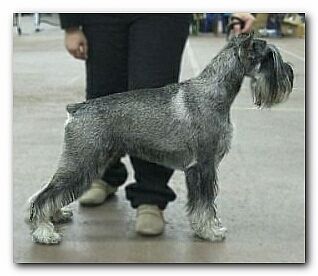 NAME OF PRIDE Enigma Gris x Den Schwarzen Wirbel EDELMERA, schnauzer pepper&salt C80b932e9dc6