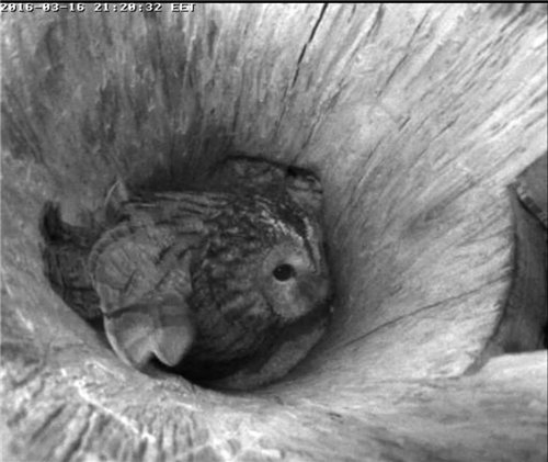 Estonian Tawny Owl Webcam 2015/2016 - Page 14 81d58fe4d1b6