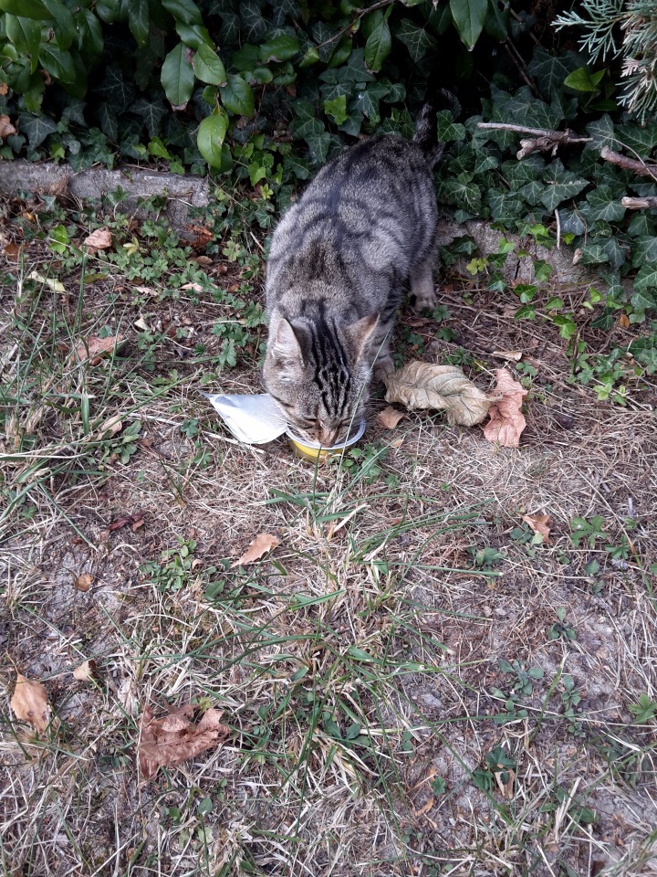 Chaton de 5 mois trouvé au bord de la Marne, centre de Château-Thierry Db16ae057f28