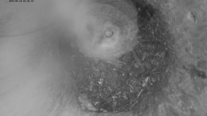 Estonian Tawny Owl Webcam 2017-2018 - Page 2 5e3197e9b406