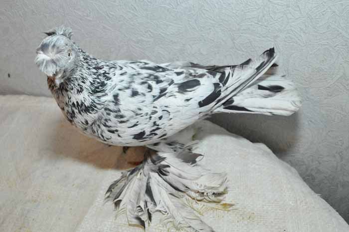 Узбекские голуби A459811542a0