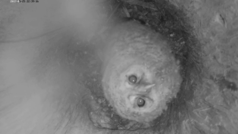 Estonian Tawny Owl Webcam 2017-2018 - Page 2 3bb10c24eda0