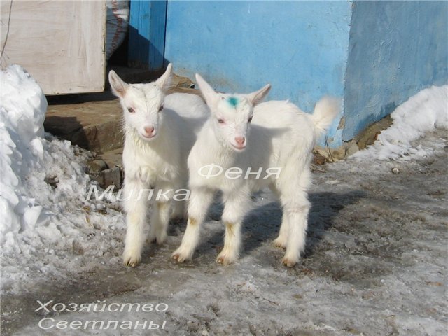 Наши козы-кормилицы (фото) 9fc23799a76c