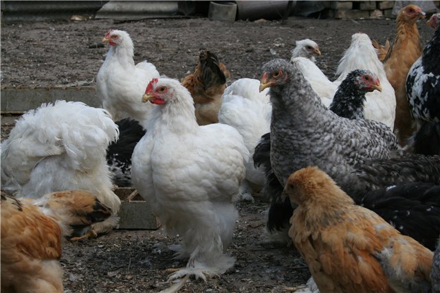 Продаю цыплят и взрослую птицу Брамы, Орпингтона, Кохинхина. Украина 87a326fe7819