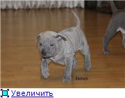 Blue&isabella litters from Russia (ThaimLine Kennel) B1ee85696acat