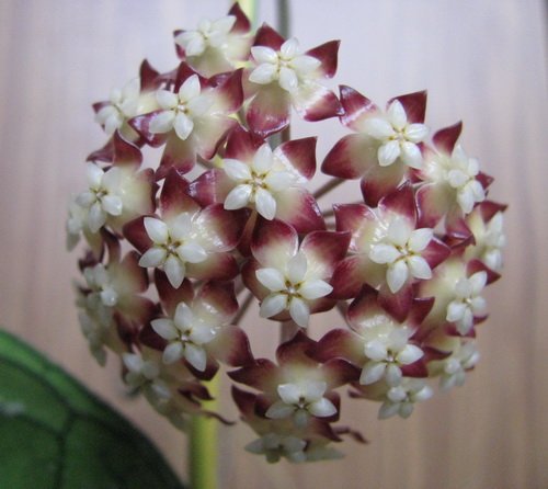  Hoya sp. DMC 5655B Thailand IML 1398 Ad62e3fa9e9d