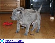 Blue&isabella litters from Russia (ThaimLine Kennel) F6f0447cb8e4t